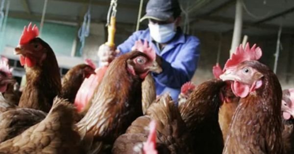 Paraguay auf Alarm für den Ausbruch der Grippei in benachbarten Brasilien - Mercopress 1 Paraguay auf Alarm für den Ausbruch der Grippei in benachbarten Brasilien - Mercopress