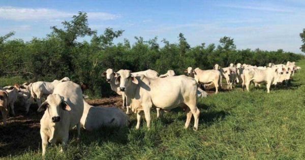 Singapur als Tor zu anderen asiatischen Südostmärkten für paraguayanisches Fleisch - Mercopress 1 Singapur als Tor zu anderen asiatischen Südostmärkten für paraguayanisches Fleisch - Mercopress