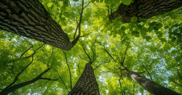 Paraguay erwartet von Singapur mehr als 1 Milliarde US-Dollar an Investitionen in Emissionszertifikate